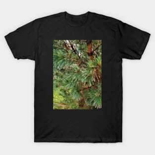 Raindrops on Spruce Needles T-Shirt